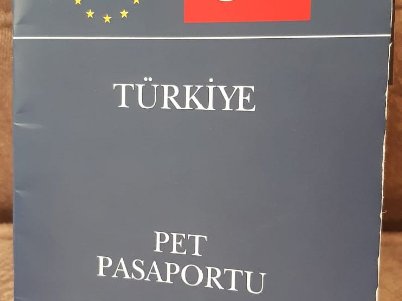 Maltese Terrier 1 Numara