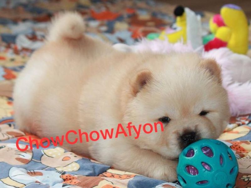 Satılık Beyaz Chow Chow Yavrusu