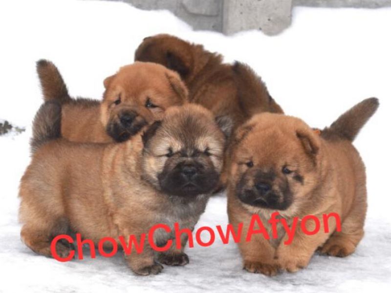 Satılık Kızıl Chow Chow Yavruları