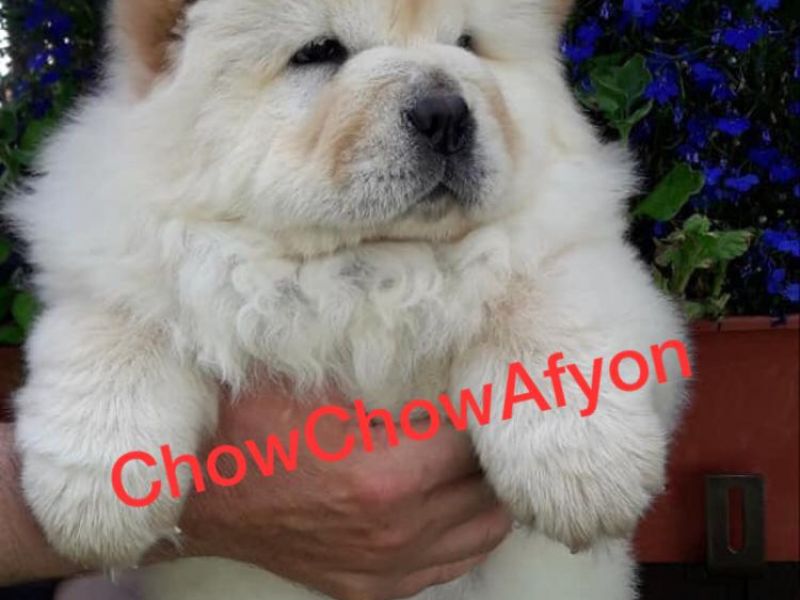 Chow Chow Çin Aslanı Yavruları Afyond