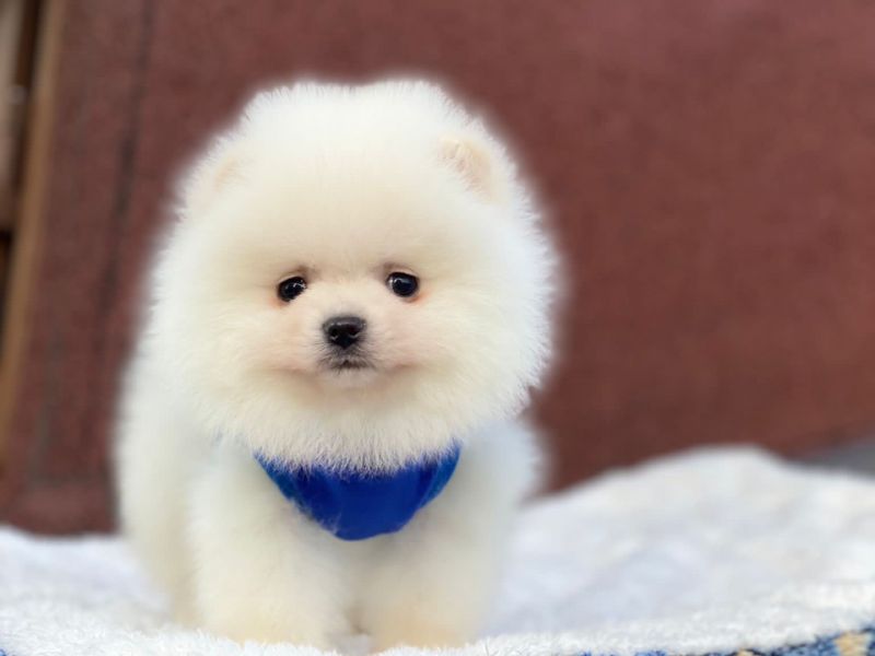 En Güzel Pomeranian Boo Yavrularımız