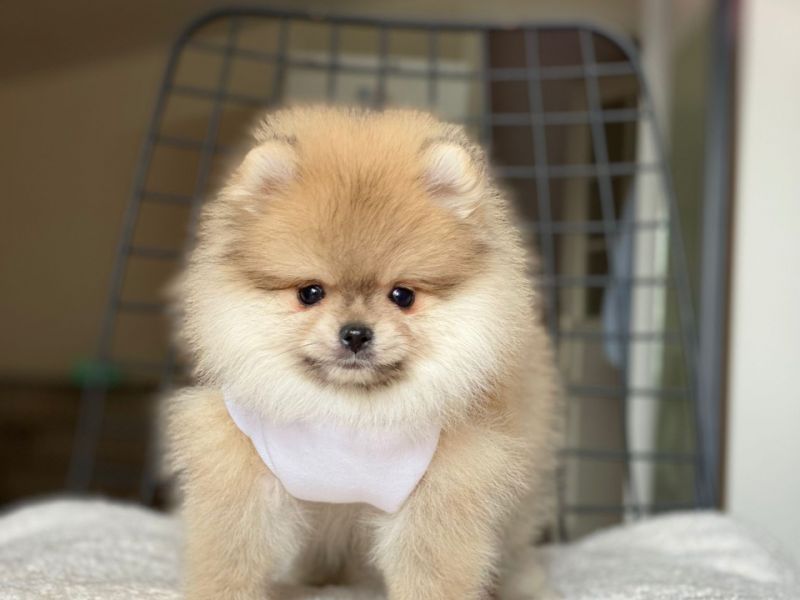 En Güzel Pomeranian Boo Yavrularımız