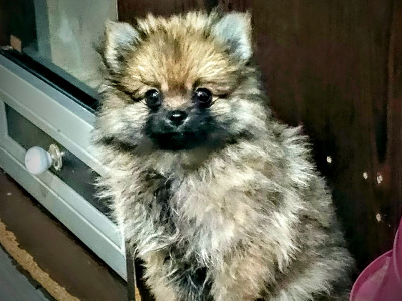 Pomeranian boo (Aman kimse duymasın)
