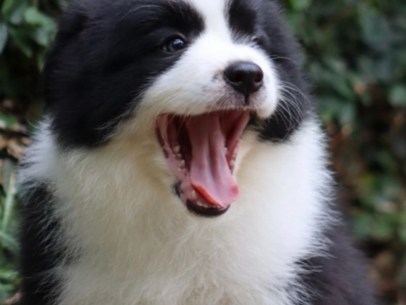 Dünayanın en akılı köpeği border collie yavruları