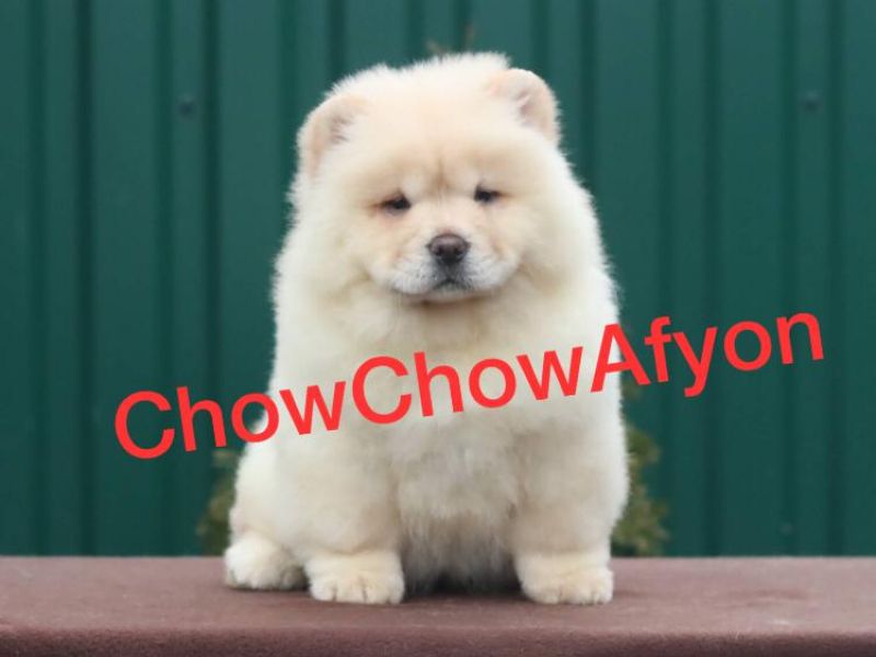 Beyaz Chow Chow Yavrusu