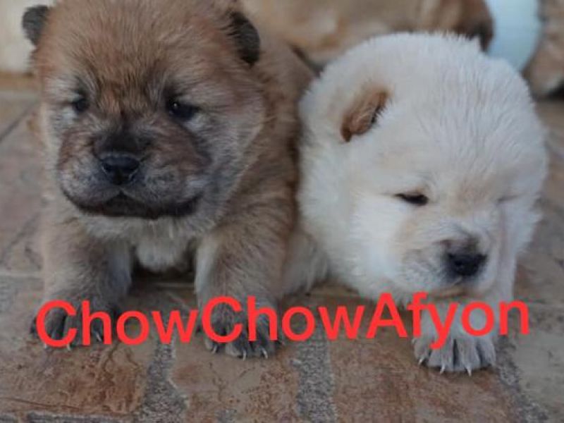 Satılık Chow Chow Yavruları