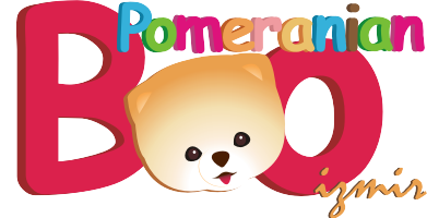 Pomeranian Boo İzmir 